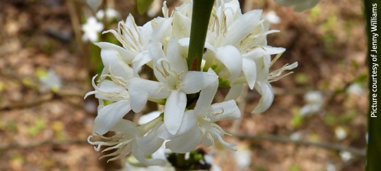 Coffee plant flowers