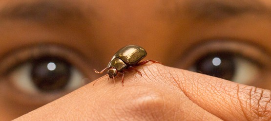 Close up of child looking at a beetle