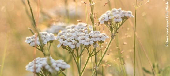 White wildflowers