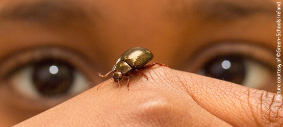 Close up of child looking at a beetle