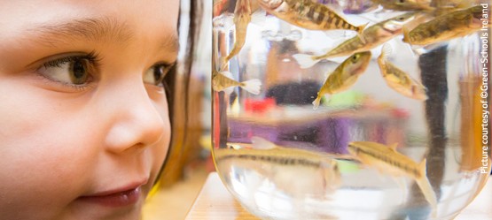 Child looking at fish