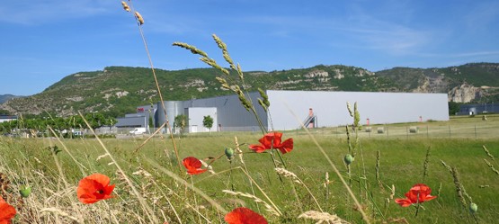 Wildflowers outside a Toyota plant